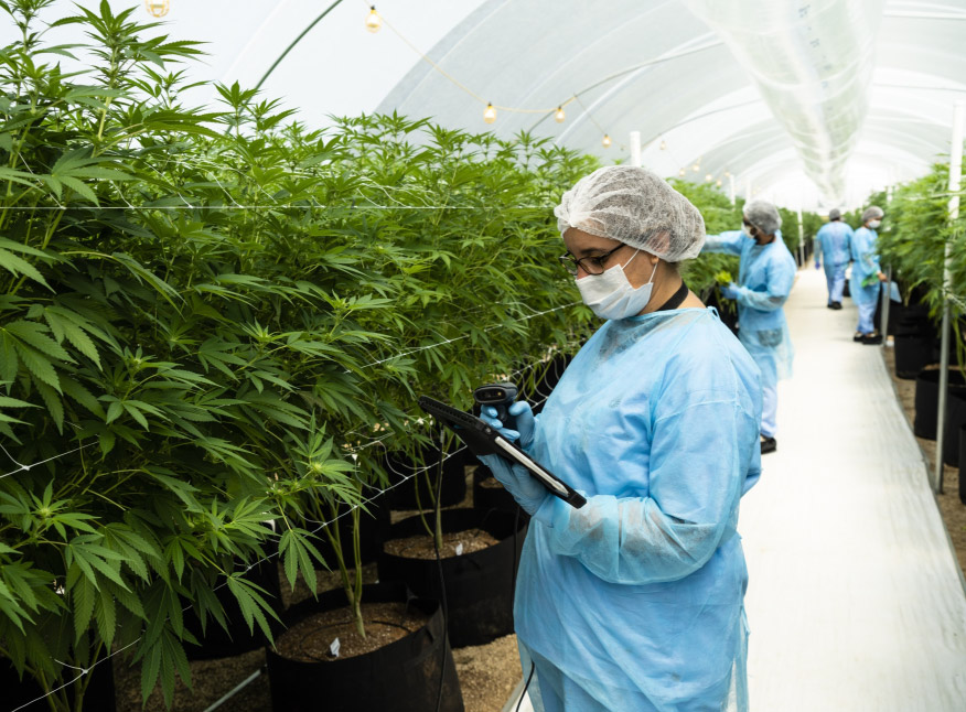 Cannabis Investors Eye Uruguay in Global Weed Export Push