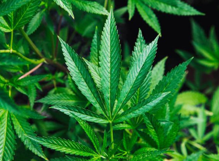 Así se prepara la primera exportación de marihuana medicinal en Uruguay