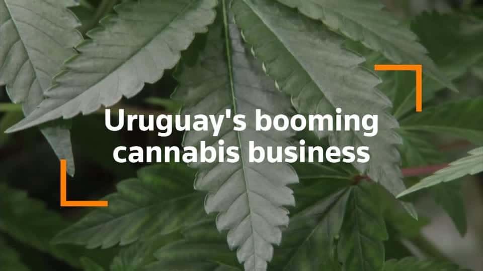 High ambitions: Uruguay cannabis firm targets booming global market for medical marijuana